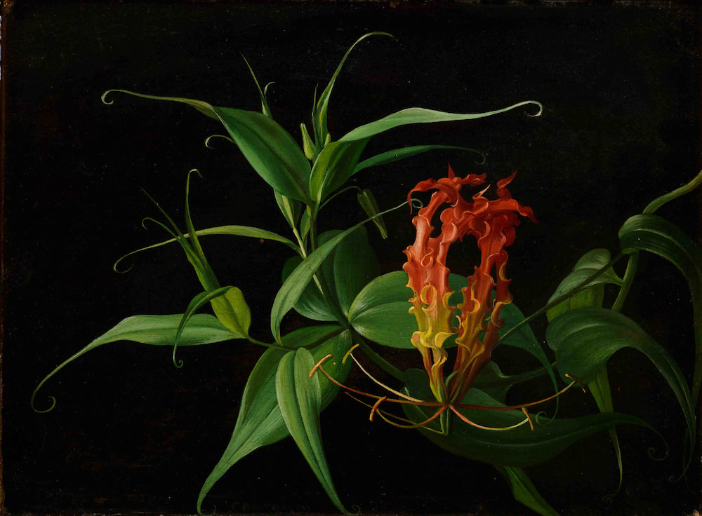 Carl Vilhelm Balsgaard, Gloriosa Superba, Huile sur carton marouflé sur toile,